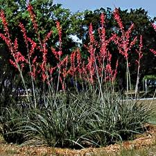 Yucca Red 3G [Hesperaloe parviflora]